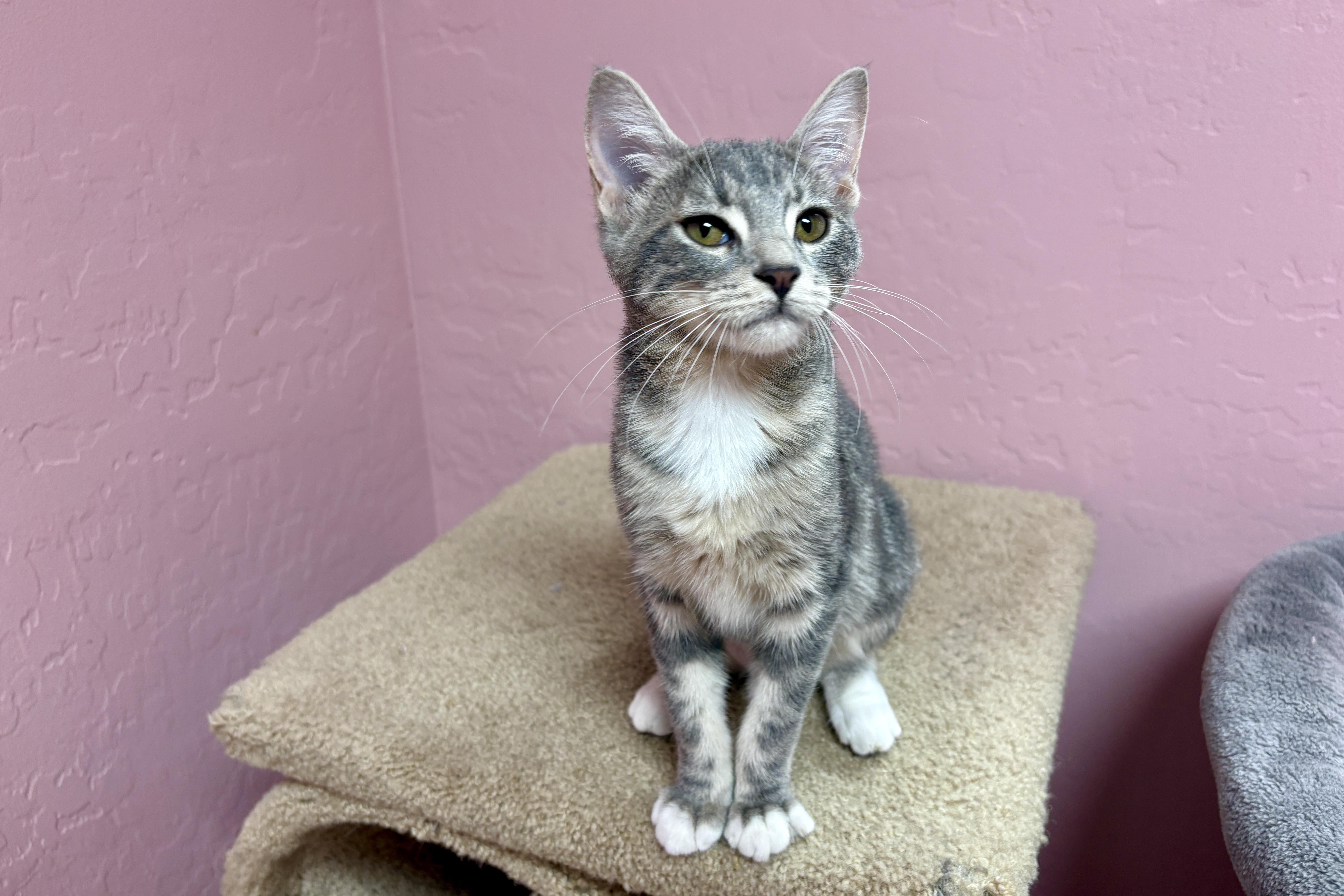 Celaena, an adopted Domestic Short Hair in Fountain Hills, AZ image 4/4