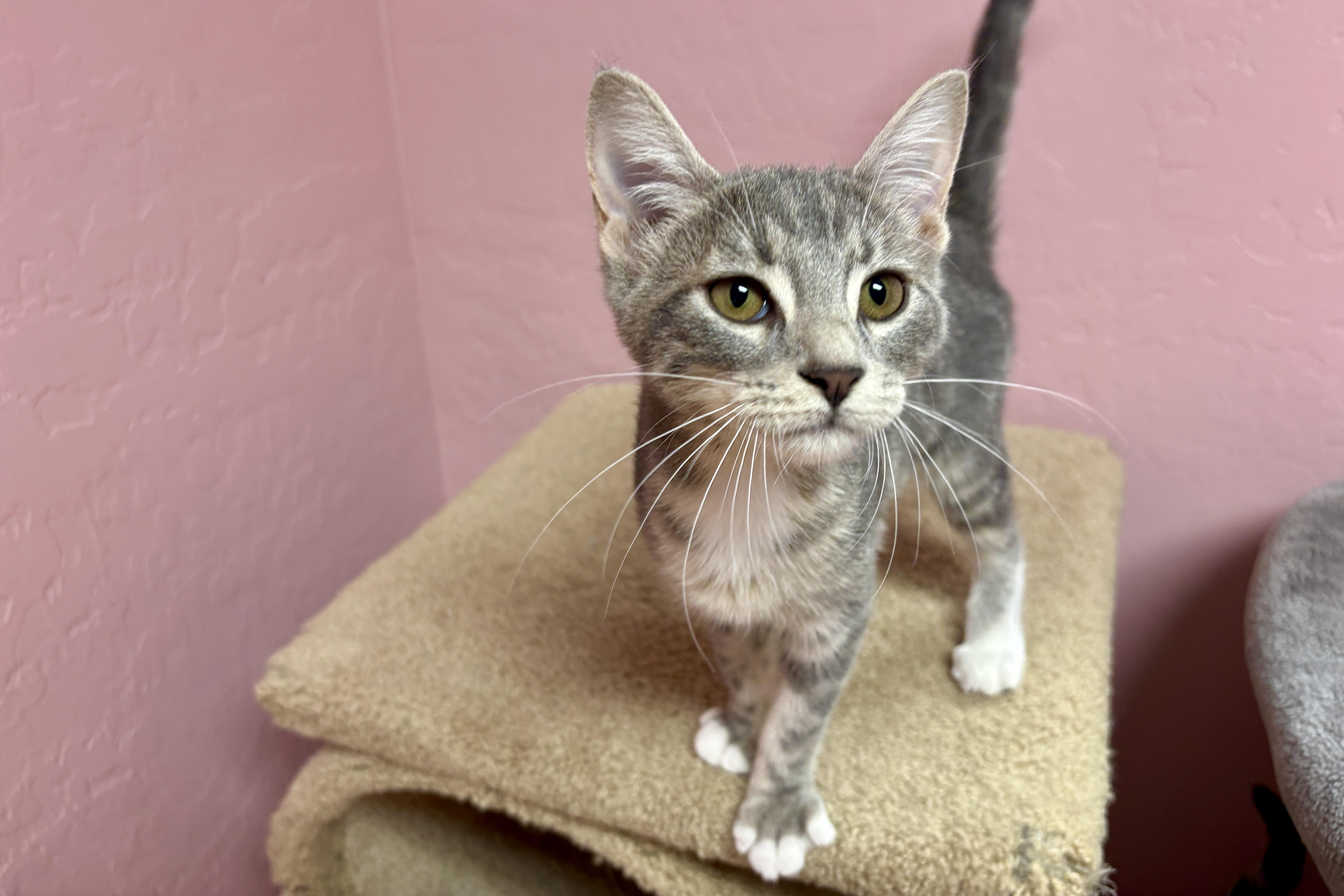 Celaena, an adopted Domestic Short Hair in Fountain Hills, AZ image 2/4