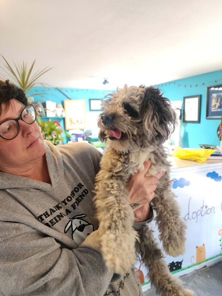 Enlarge Smokey (Bruce), a Adoptable Mixed Breed in Crocker, MO image 1/2