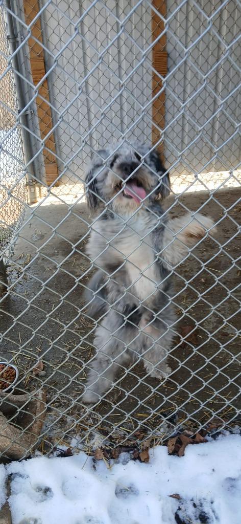Enlarge Smokey (Bruce), a Adoptable Mixed Breed in Crocker, MO image 2/2