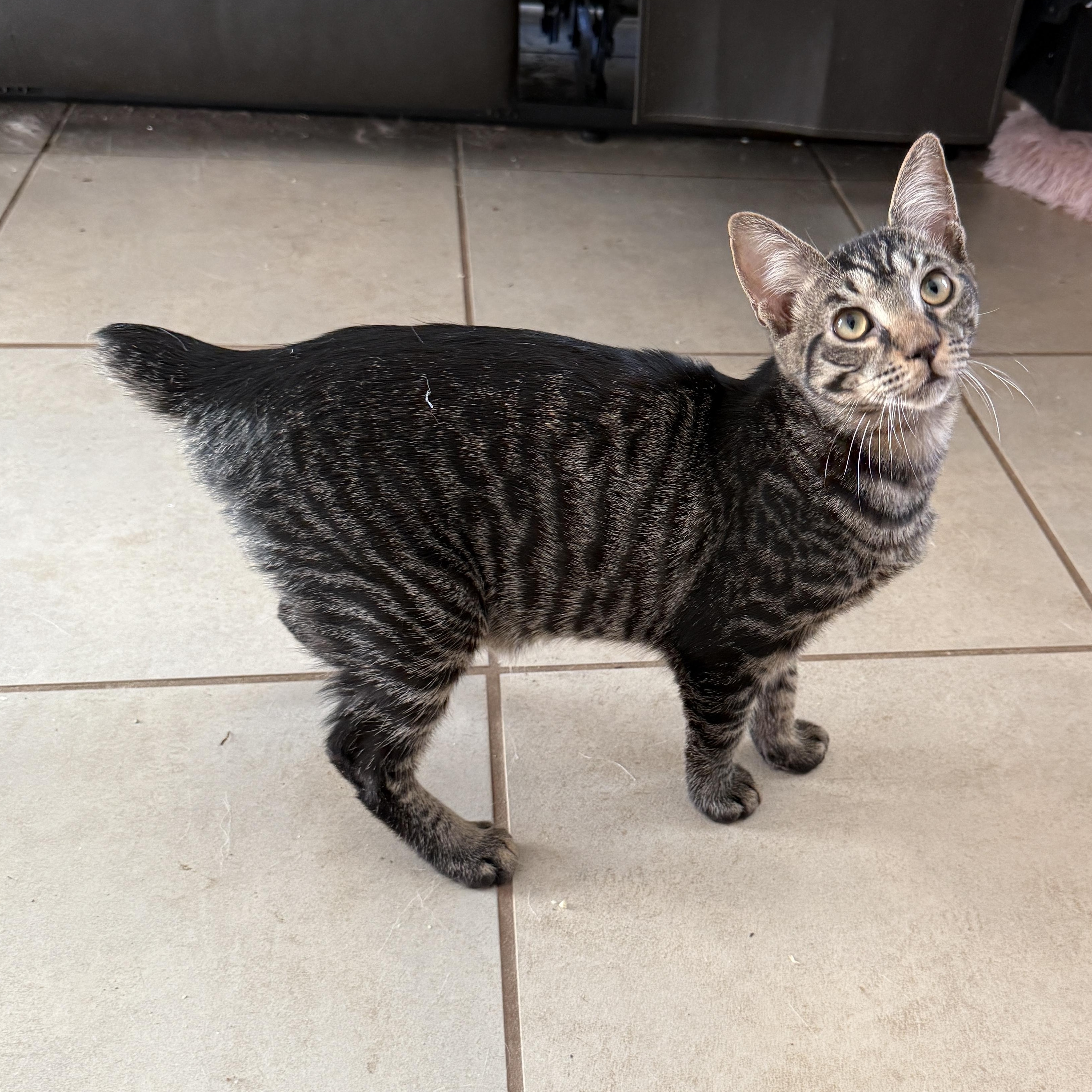 Enlarge Fang, a ADOPTABLE Domestic Short Hair in East Boston , MA image 4/5
