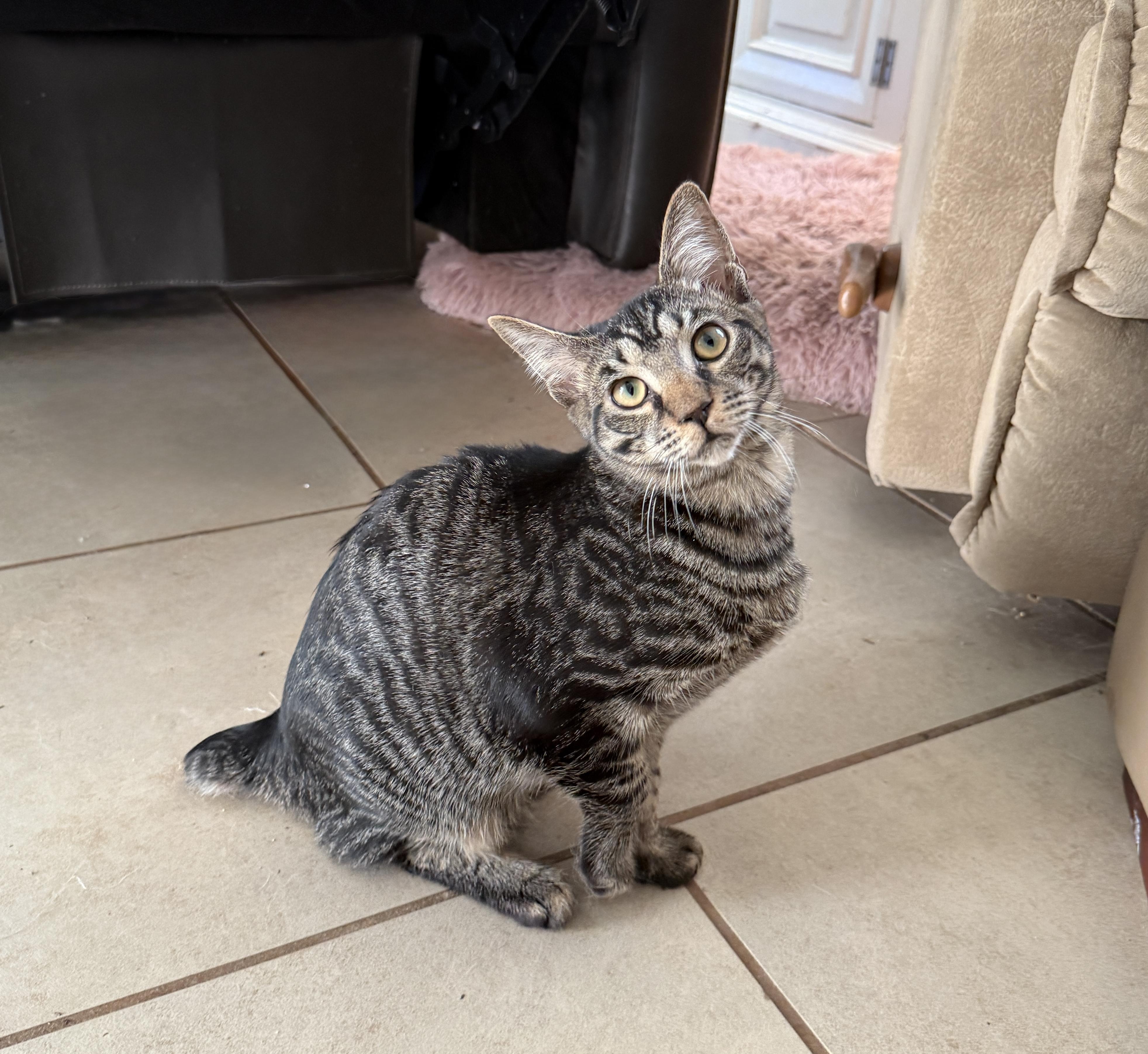 Enlarge Fang, a ADOPTABLE Domestic Short Hair in East Boston , MA image 2/5