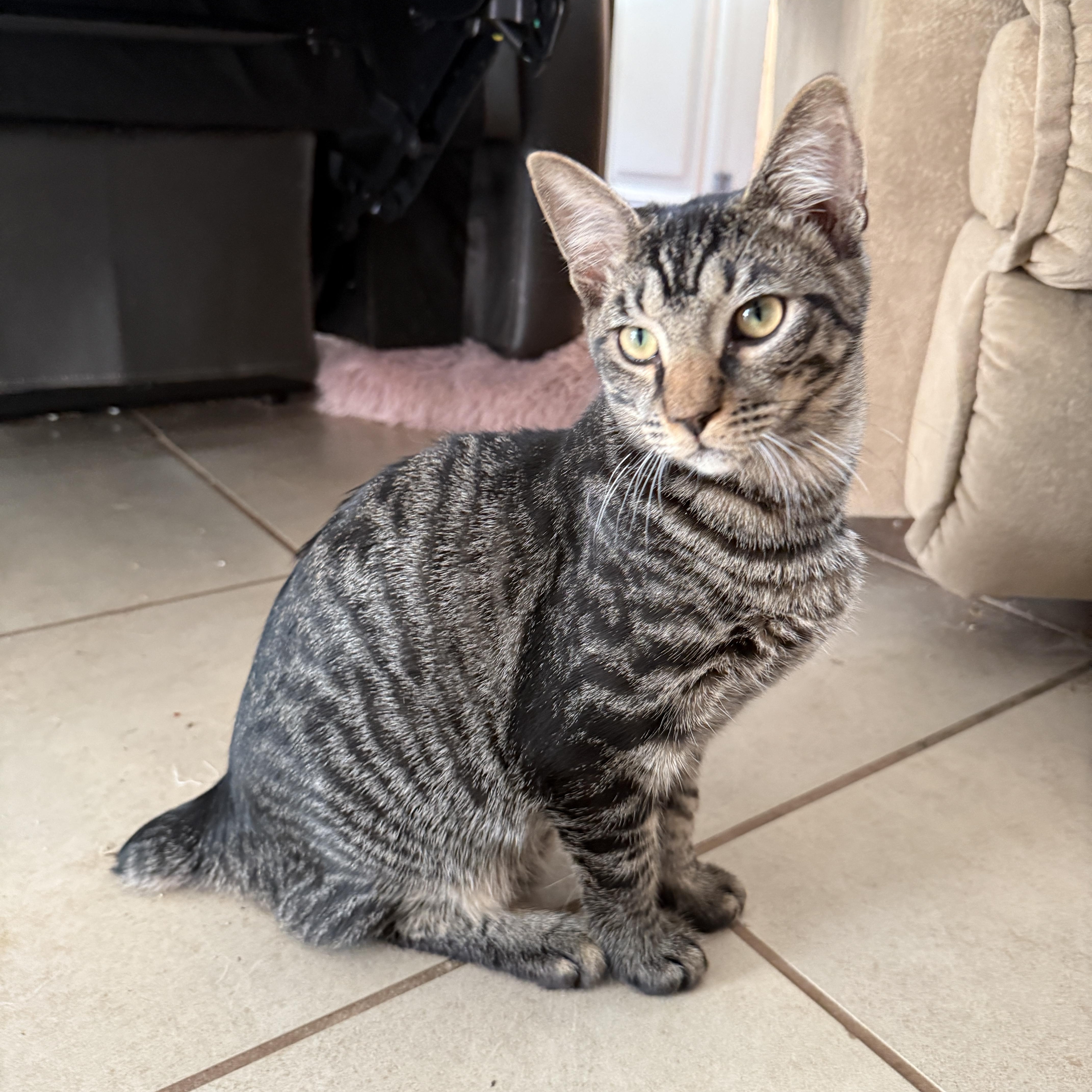 Fang, ADOPTABLE, Kitten Male Domestic Short Hair.