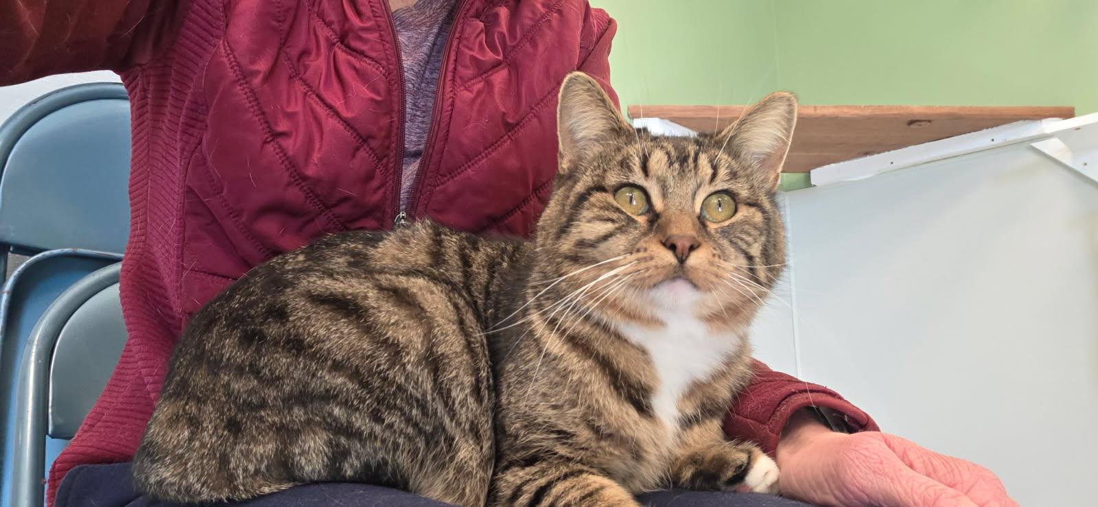 Enlarge Carl, a Adoptable Domestic Short Hair in Jefferson, IA image 2/2
