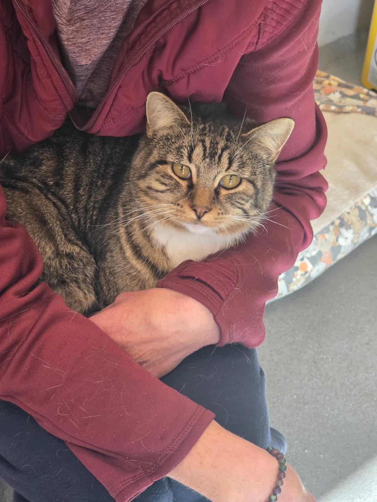 Carl, Adoptable, Young Male Domestic Short Hair.