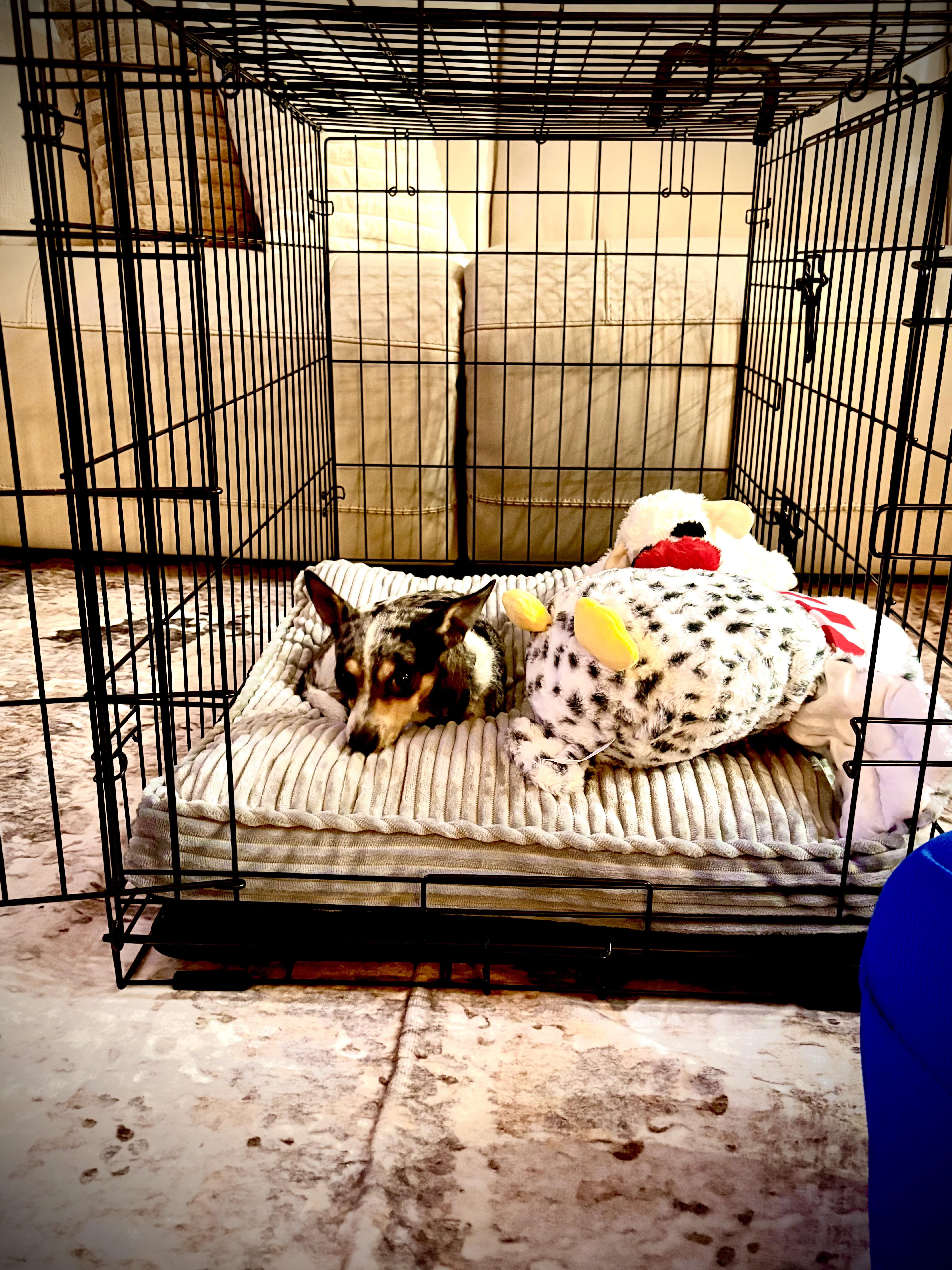 Enlarge Bruiser, an adopted Chihuahua in Tampa, FL image 6/6