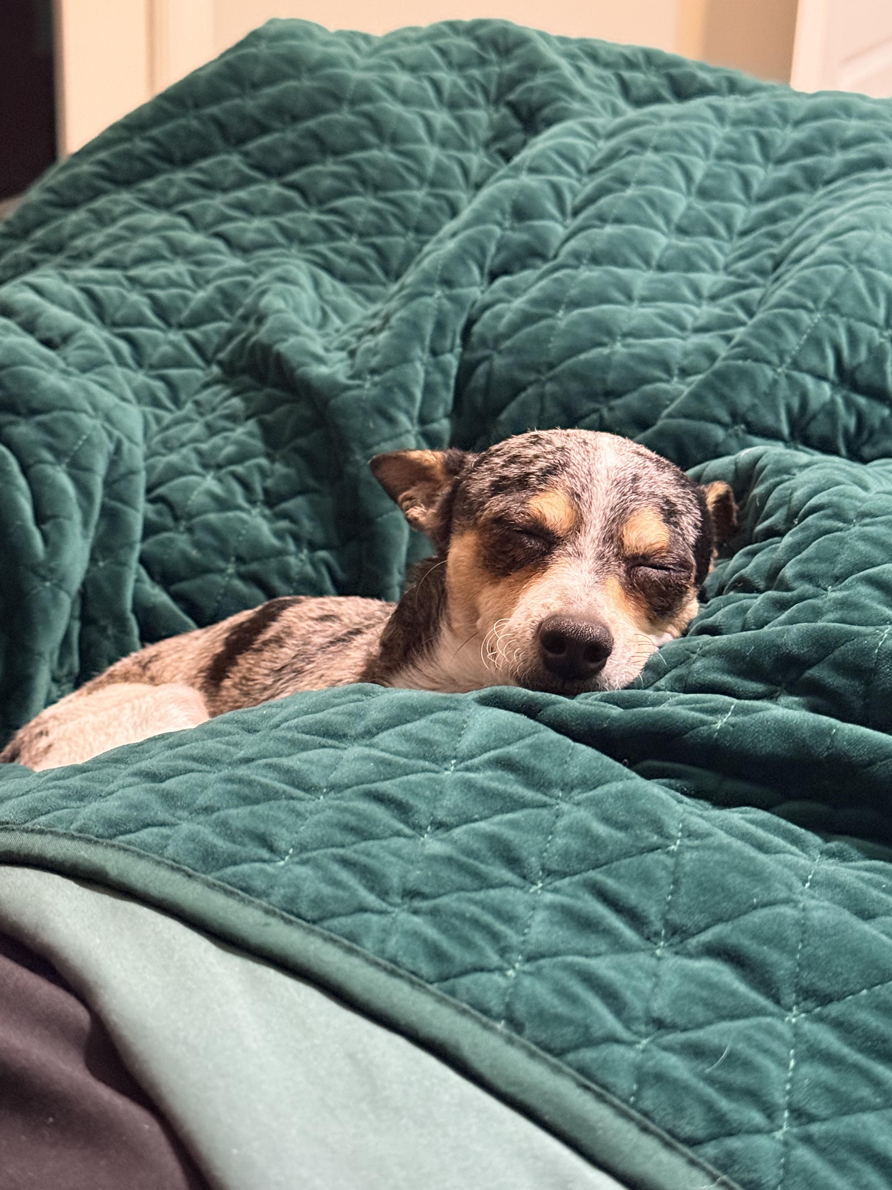 Enlarge Bruiser, an adopted Chihuahua in Tampa, FL image 5/6