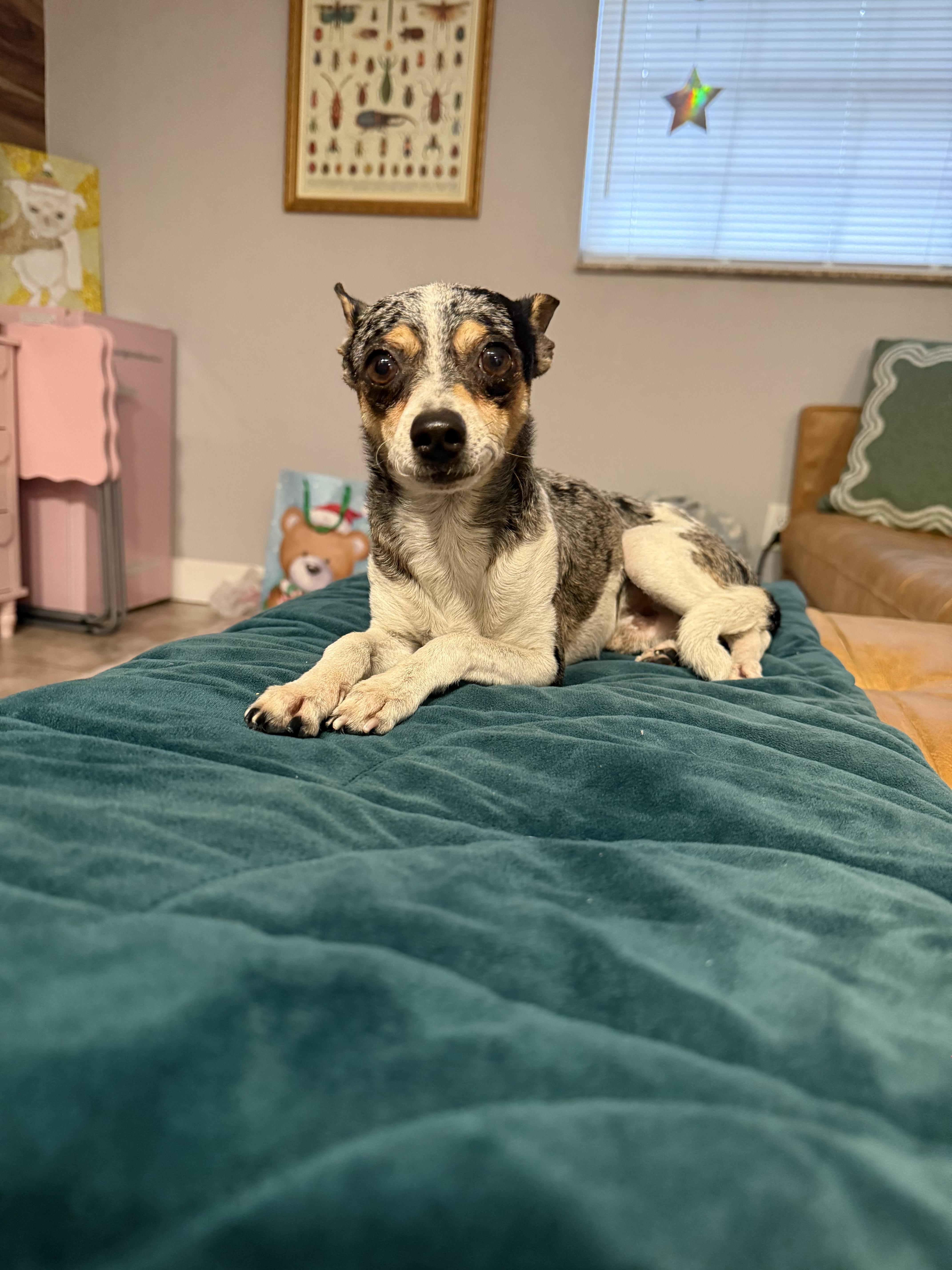 Enlarge Bruiser, an adopted Chihuahua in Tampa, FL image 1/6