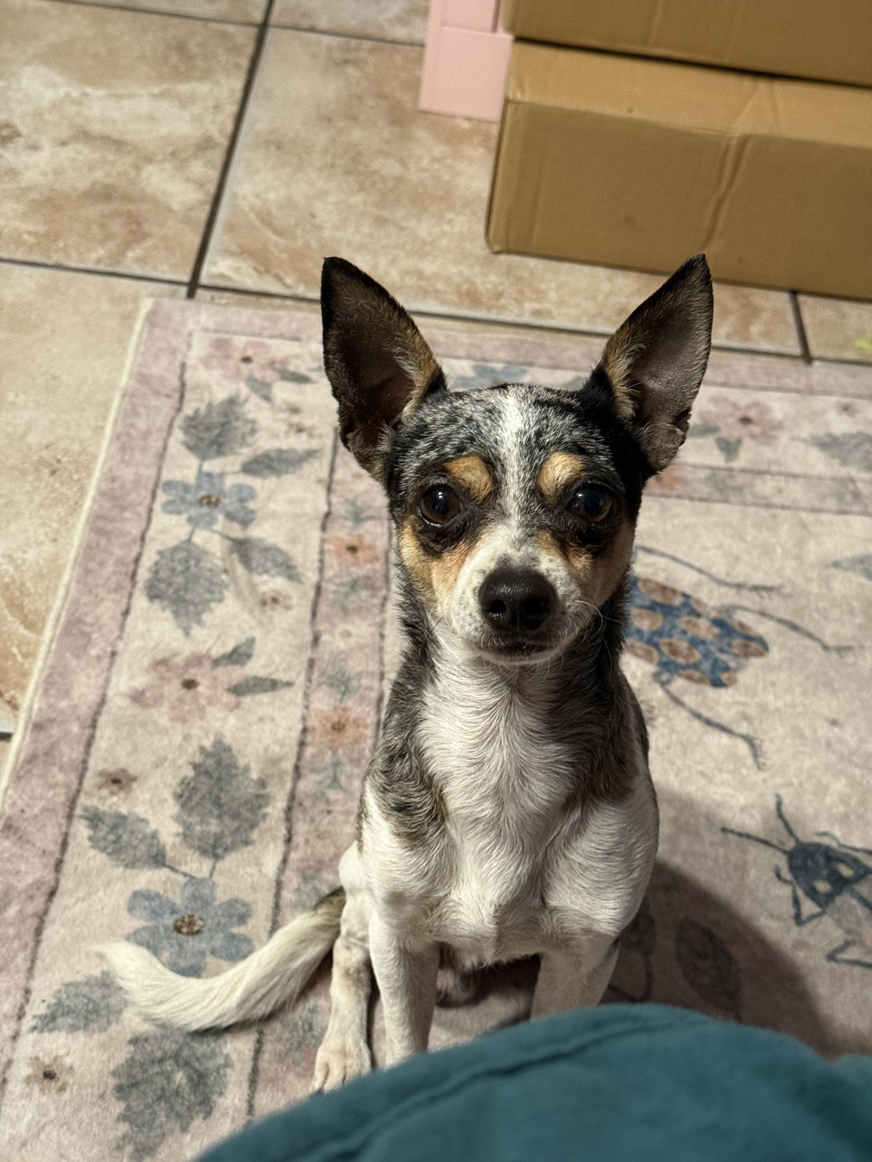 Enlarge Bruiser, an adopted Chihuahua in Tampa, FL image 3/6