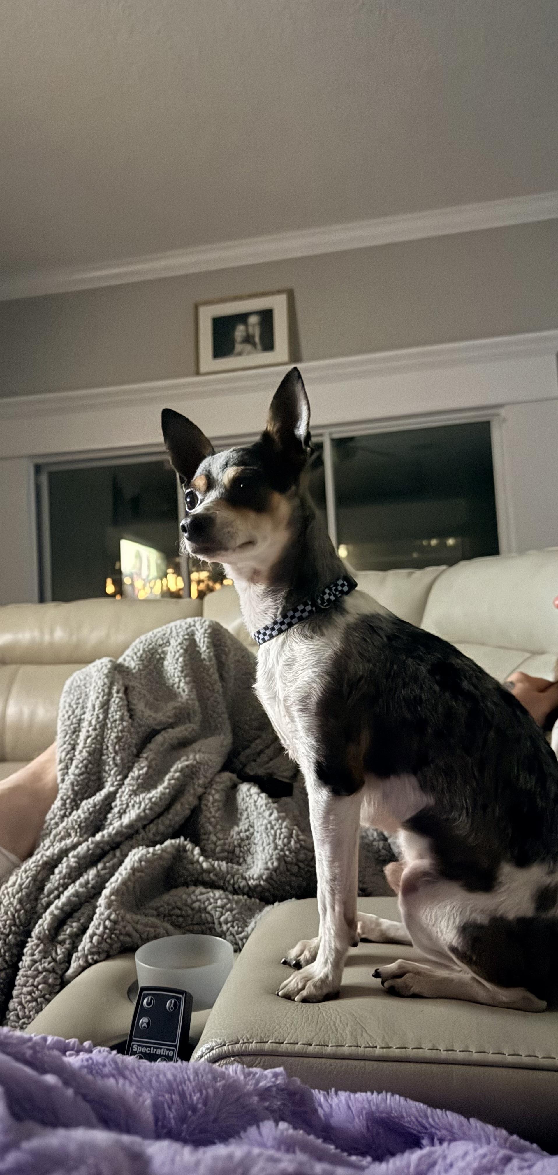 Enlarge Bruiser, an adopted Chihuahua in Tampa, FL image 4/6