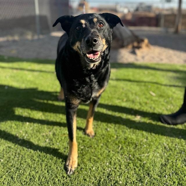 PIPER, Adoptable, Adult Female Shepherd.