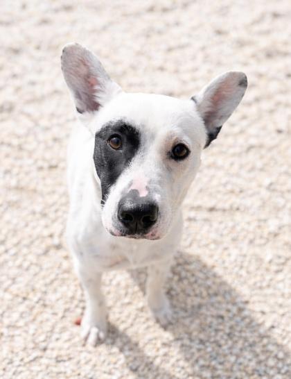 Enlarge Gus, a Adoptable mixed breed in Gray, LA image 1/1