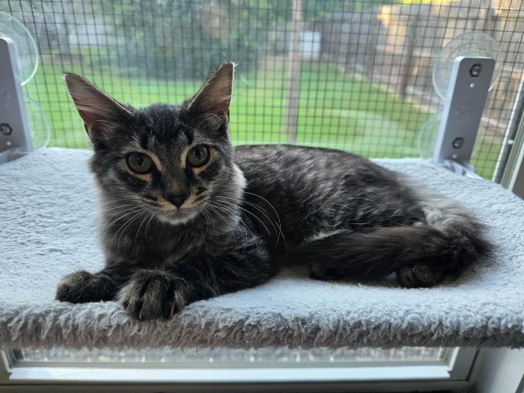 Covu, Adoptable, Kitten Male Domestic Medium Hair.