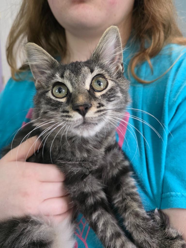 Enlarge Covu, a Adoptable mixed breed in Buford, GA image 4/6