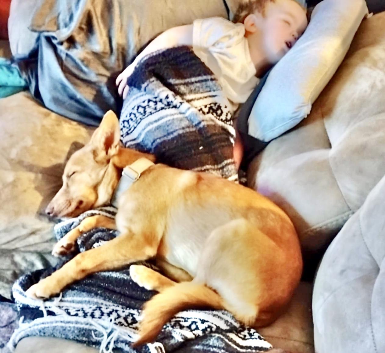 Sheila, a Adoptable mixed breed in Buffalo, NY image 3/6