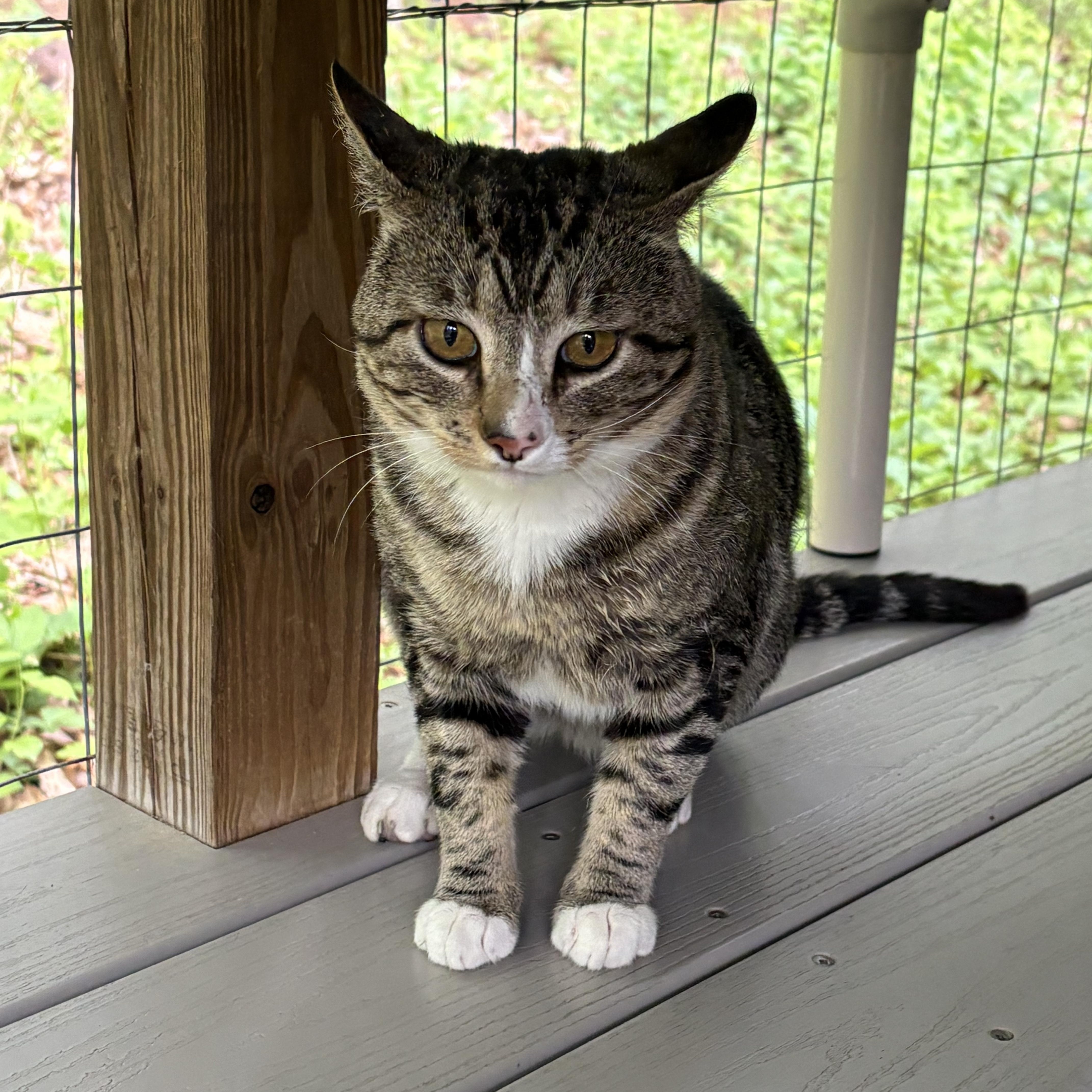Rico, a ADOPTABLE Domestic Short Hair in North East, MD image 2/2