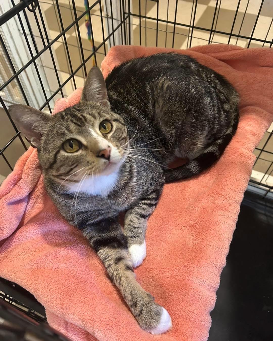 Rico, a ADOPTABLE Domestic Short Hair in North East, MD image 1/2