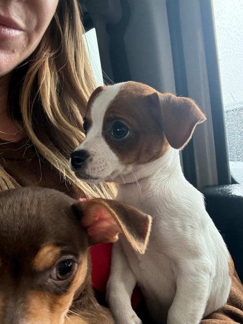 Enlarge Boba, a ADOPTABLE Chihuahua in Los Angeles, CA image 3/4