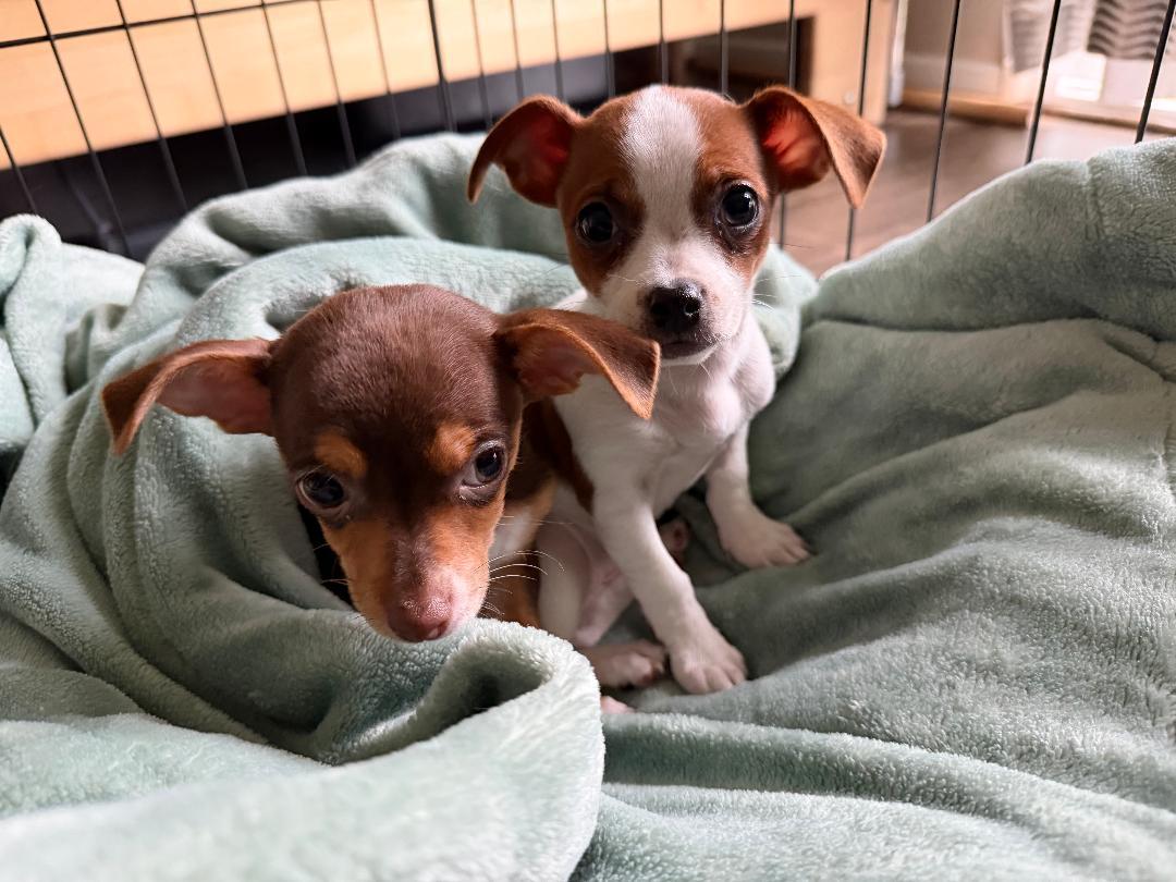 Enlarge Boba, a ADOPTABLE Chihuahua in Los Angeles, CA image 2/4