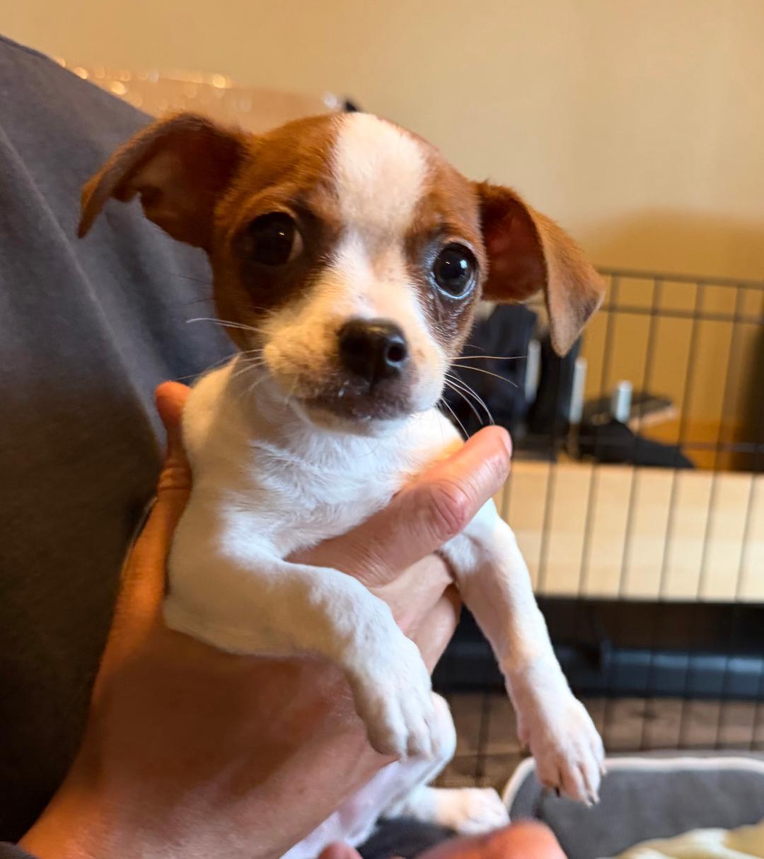 Enlarge Boba, a ADOPTABLE Chihuahua in Los Angeles, CA image 1/4