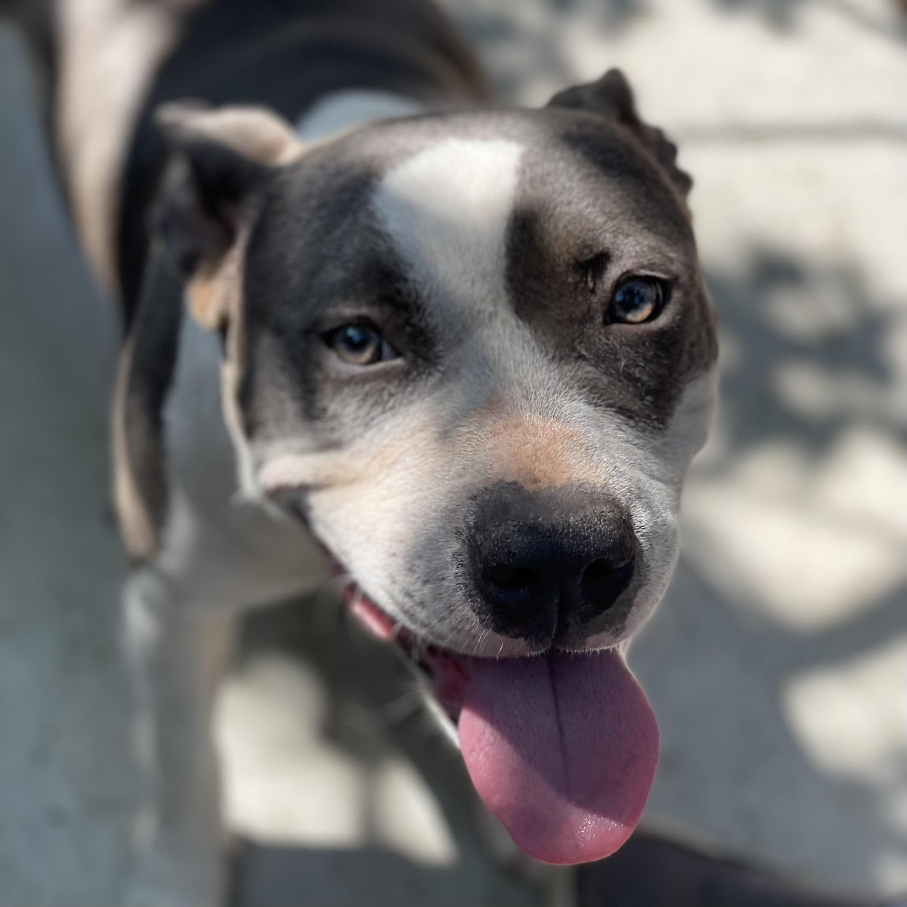 Enlarge Reba, a Adoptable mixed breed in Port Byron , NY image 3/4
