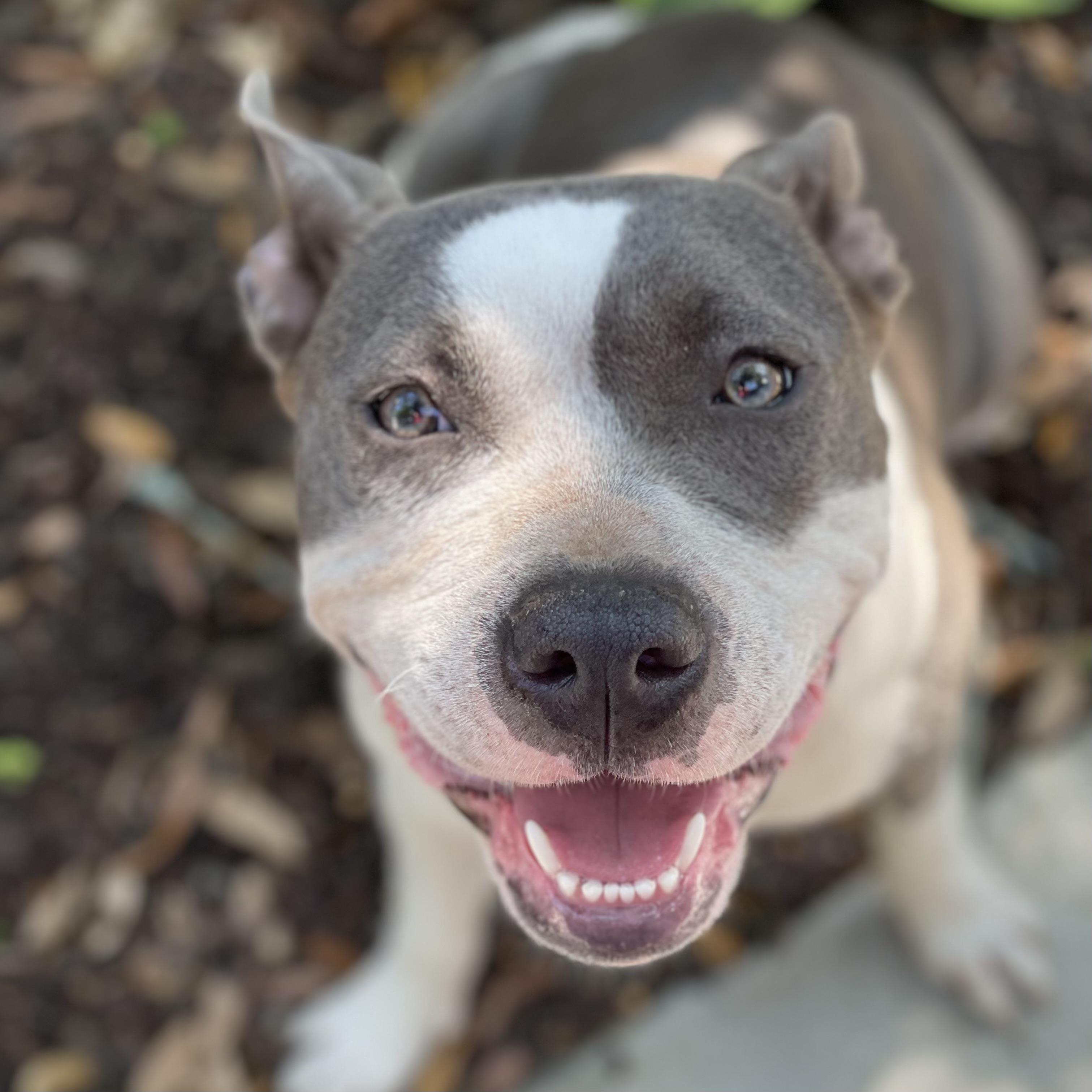 Reba, Adoptable, Adult Female Pit Bull Terrier.