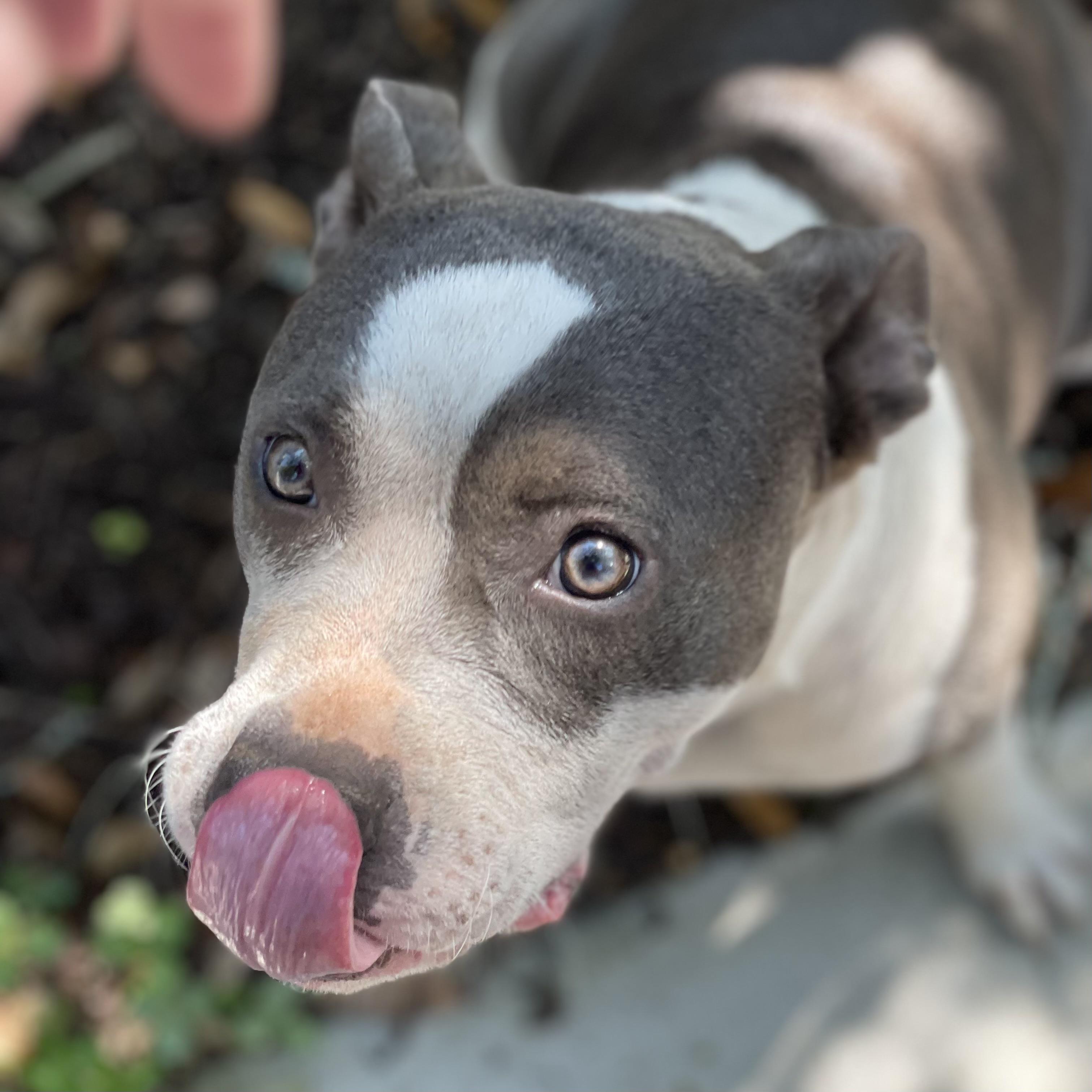 Enlarge Reba, a Adoptable mixed breed in Port Byron , NY image 4/4