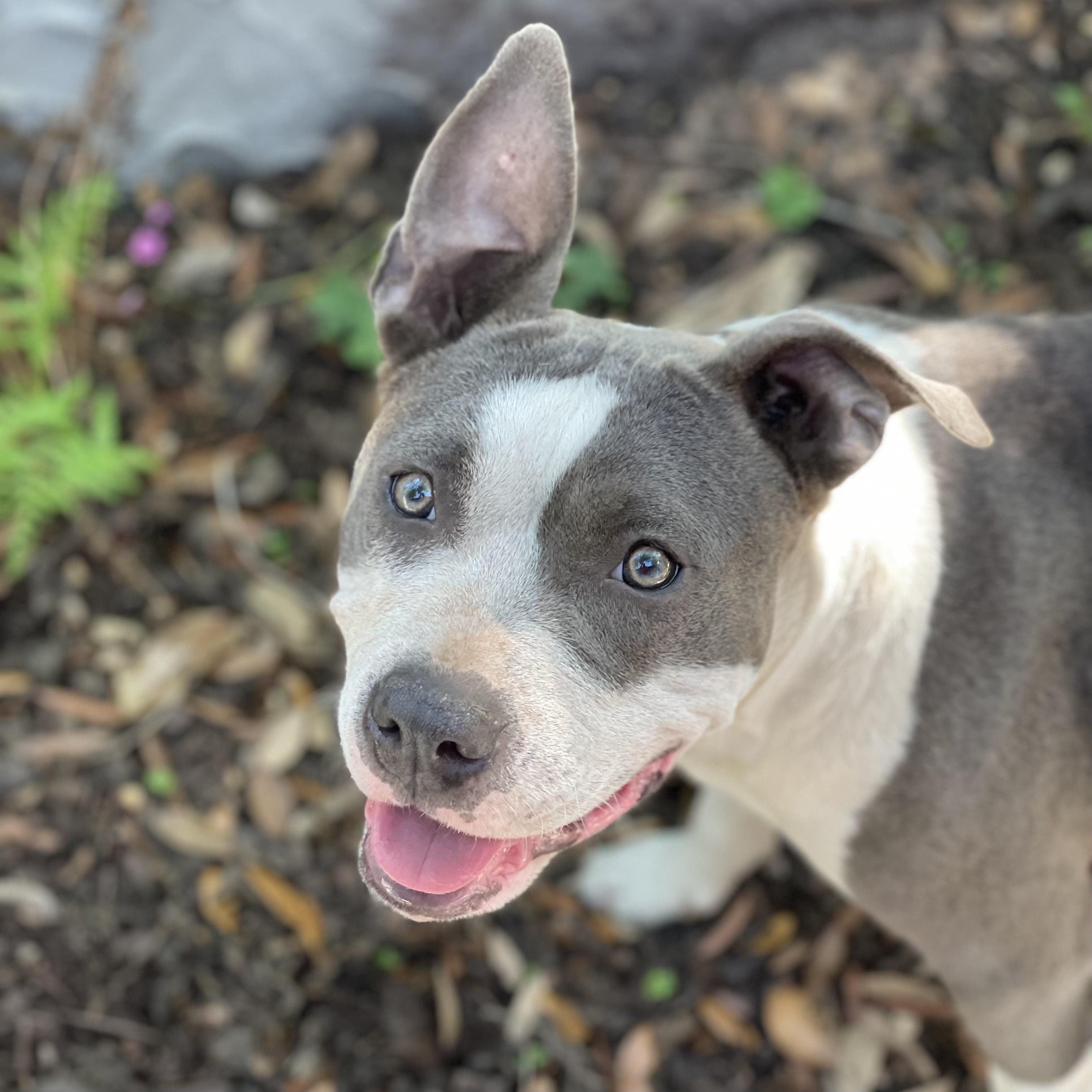 Enlarge Reba, a Adoptable mixed breed in Port Byron , NY image 2/4