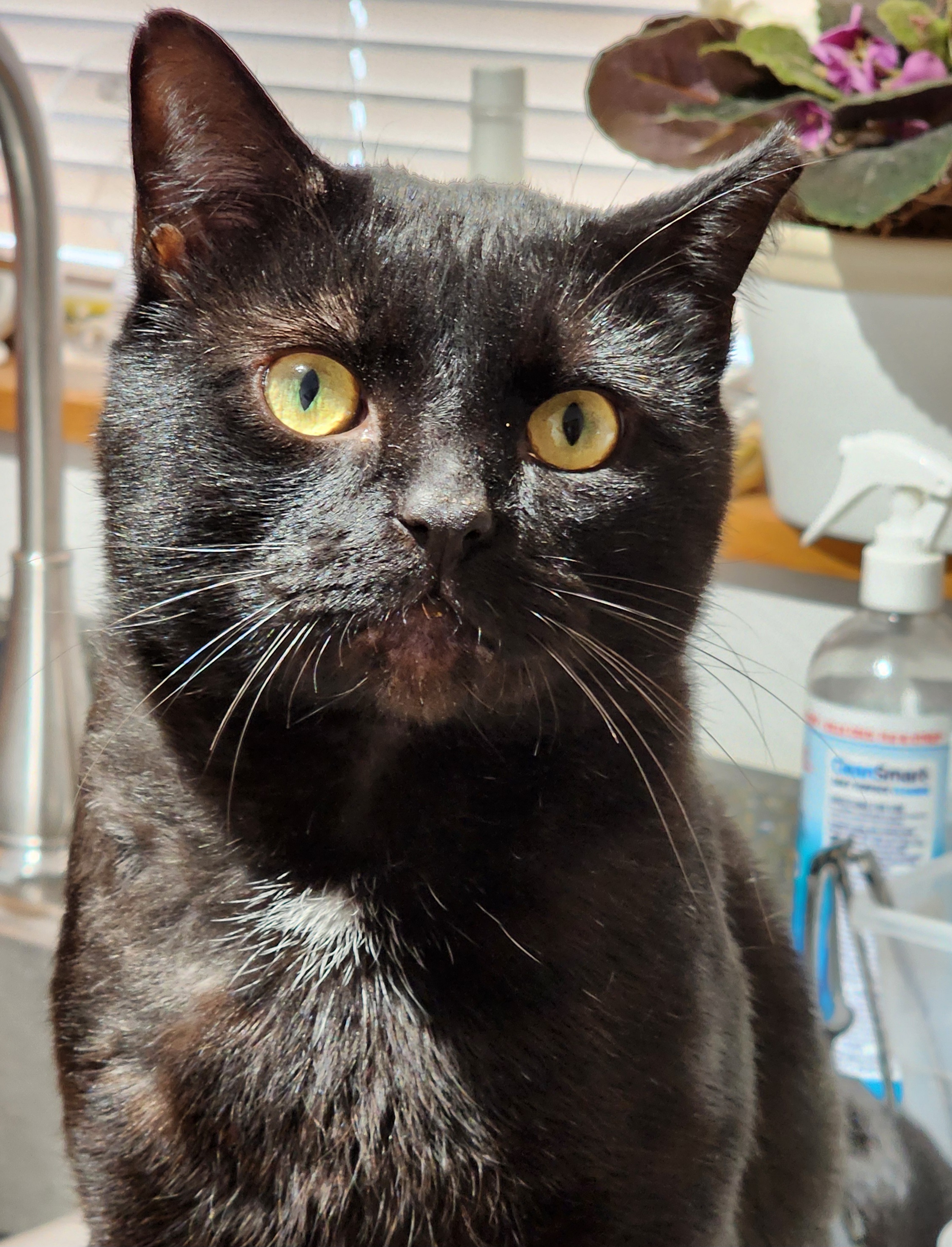 Enlarge Alvin, a Adoptable Domestic Short Hair in Irwin, PA image 1/4