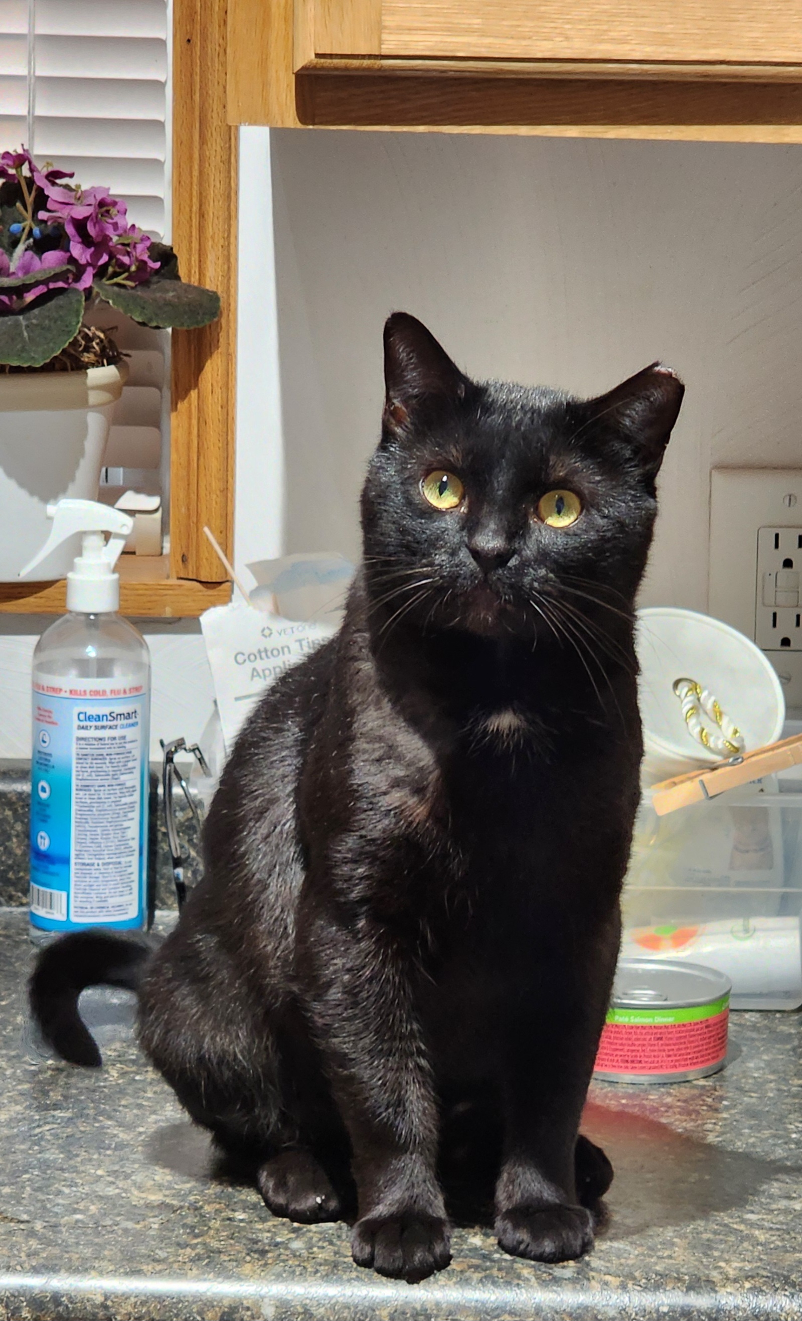 Enlarge Alvin, a Adoptable Domestic Short Hair in Irwin, PA image 2/4