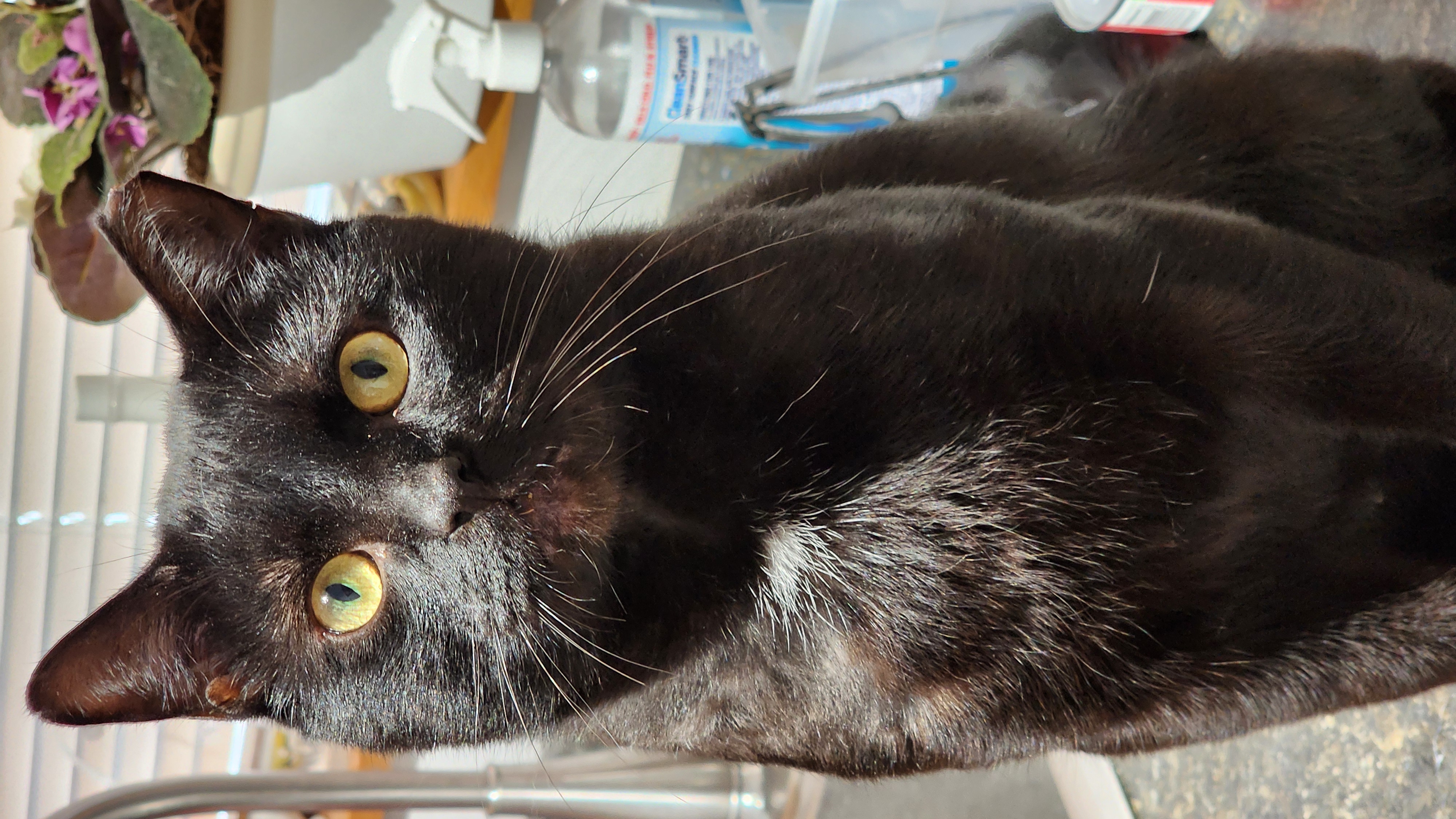 Enlarge Alvin, a Adoptable Domestic Short Hair in Irwin, PA image 3/4