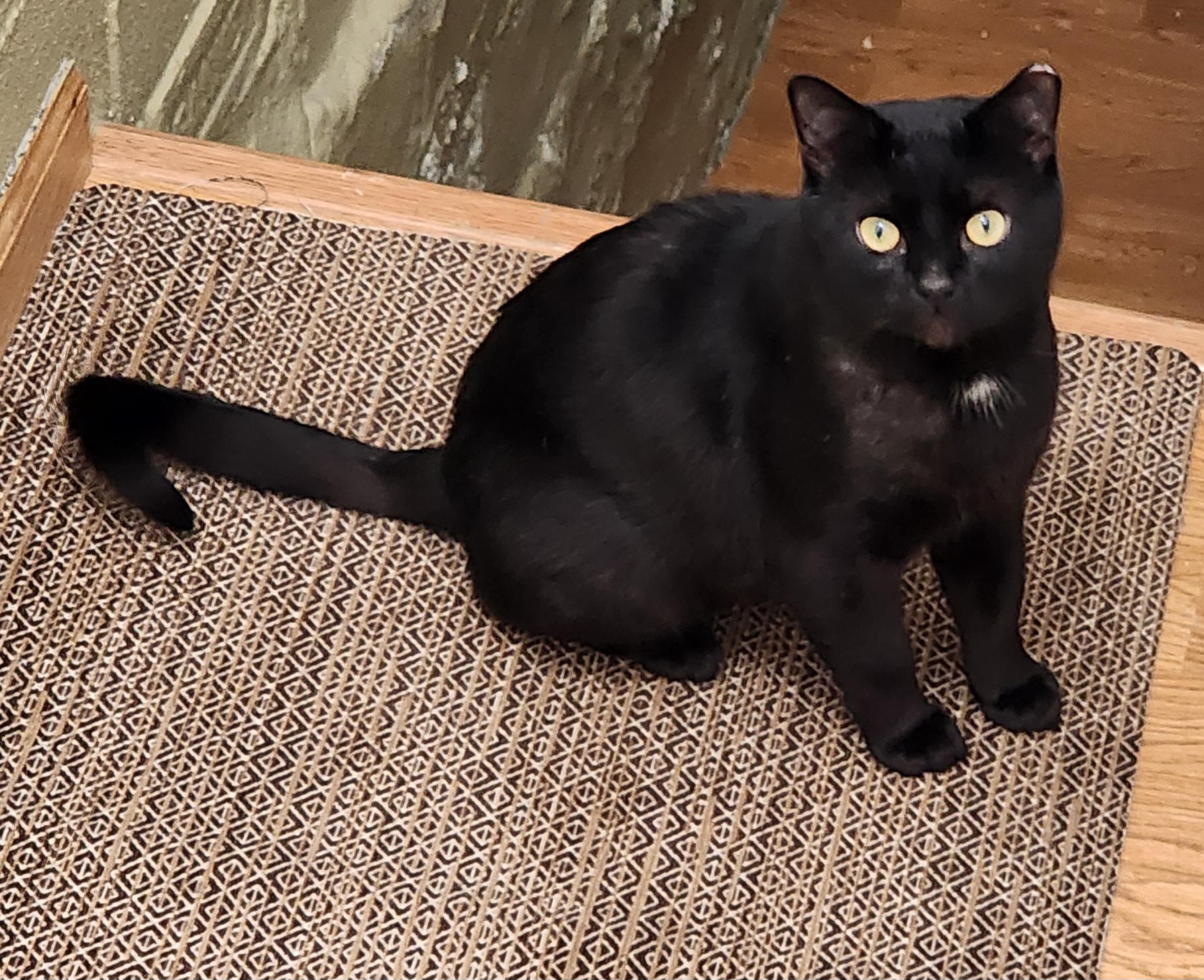 Enlarge Alvin, a Adoptable Domestic Short Hair in Irwin, PA image 4/4