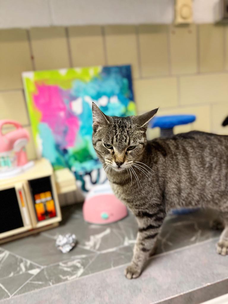 Enlarge Blender, a Adoptable mixed breed in Effingham, IL image 1/6