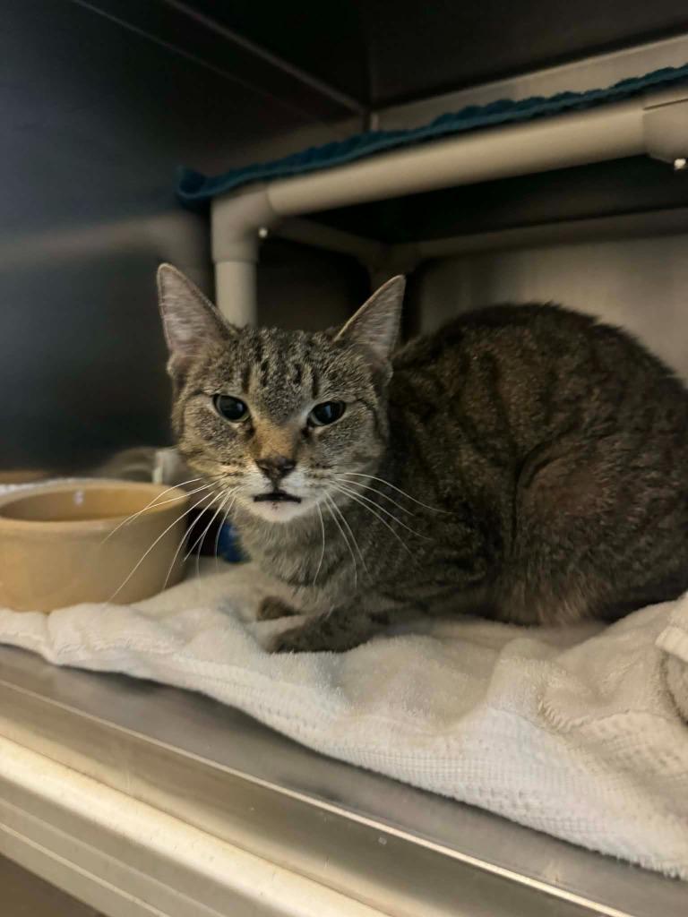 Enlarge Blender, a Adoptable mixed breed in Effingham, IL image 2/6