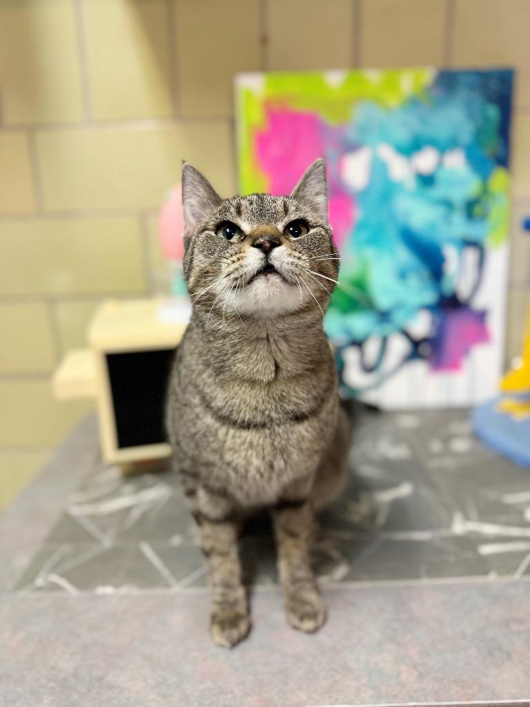 Enlarge Blender, a Adoptable mixed breed in Effingham, IL image 3/6