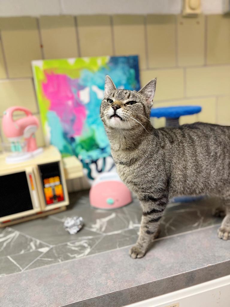 Enlarge Blender, a Adoptable mixed breed in Effingham, IL image 4/6