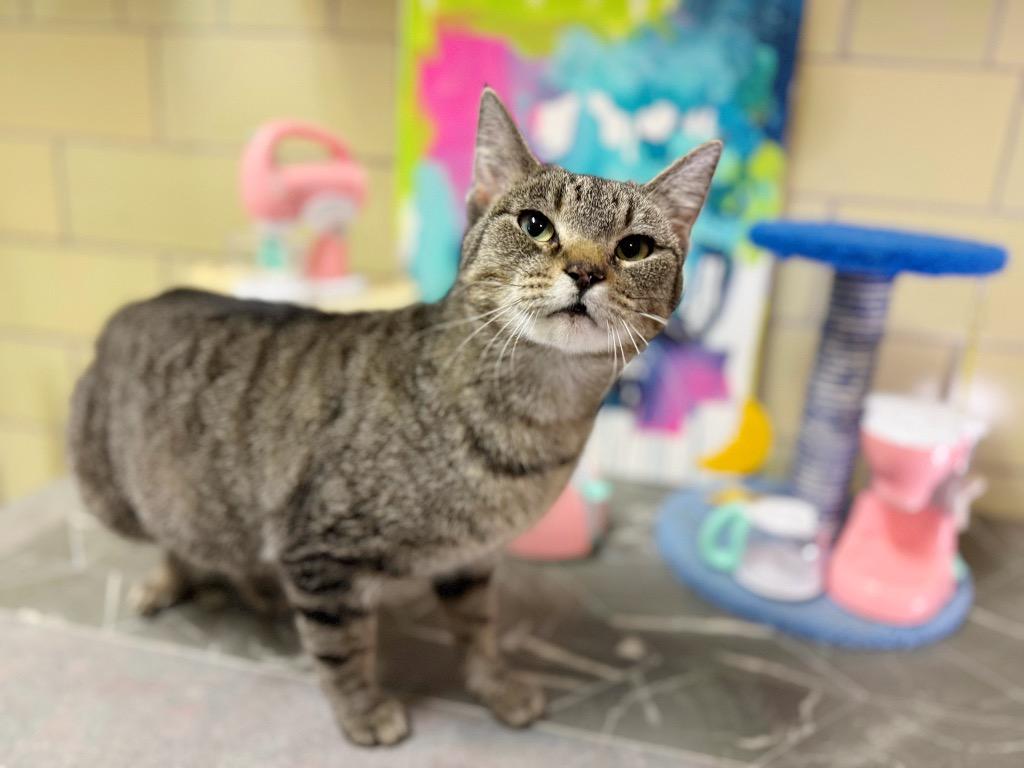 Enlarge Blender, a Adoptable mixed breed in Effingham, IL image 5/6