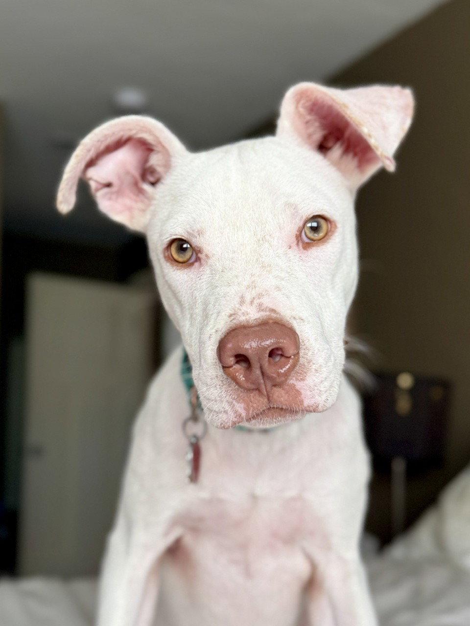 George, Adoptable, Young Male Pit Bull Terrier.