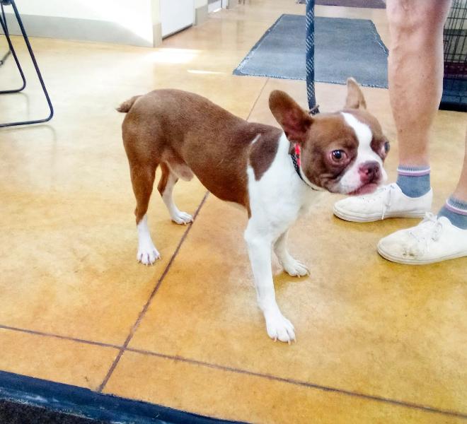 Andre (no more applications), Adopted, Adult Male Boston Terrier.