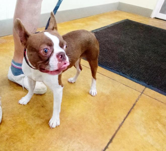 Enlarge Andre (no more applications), a Adopted Boston Terrier in Austin, MN image 2/2
