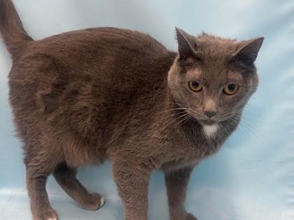Mark, Adoptable, Adult Male Domestic Short Hair.