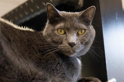 Enlarge Mark, a Adoptable Domestic Short Hair in Golden Valley, MN image 2/2