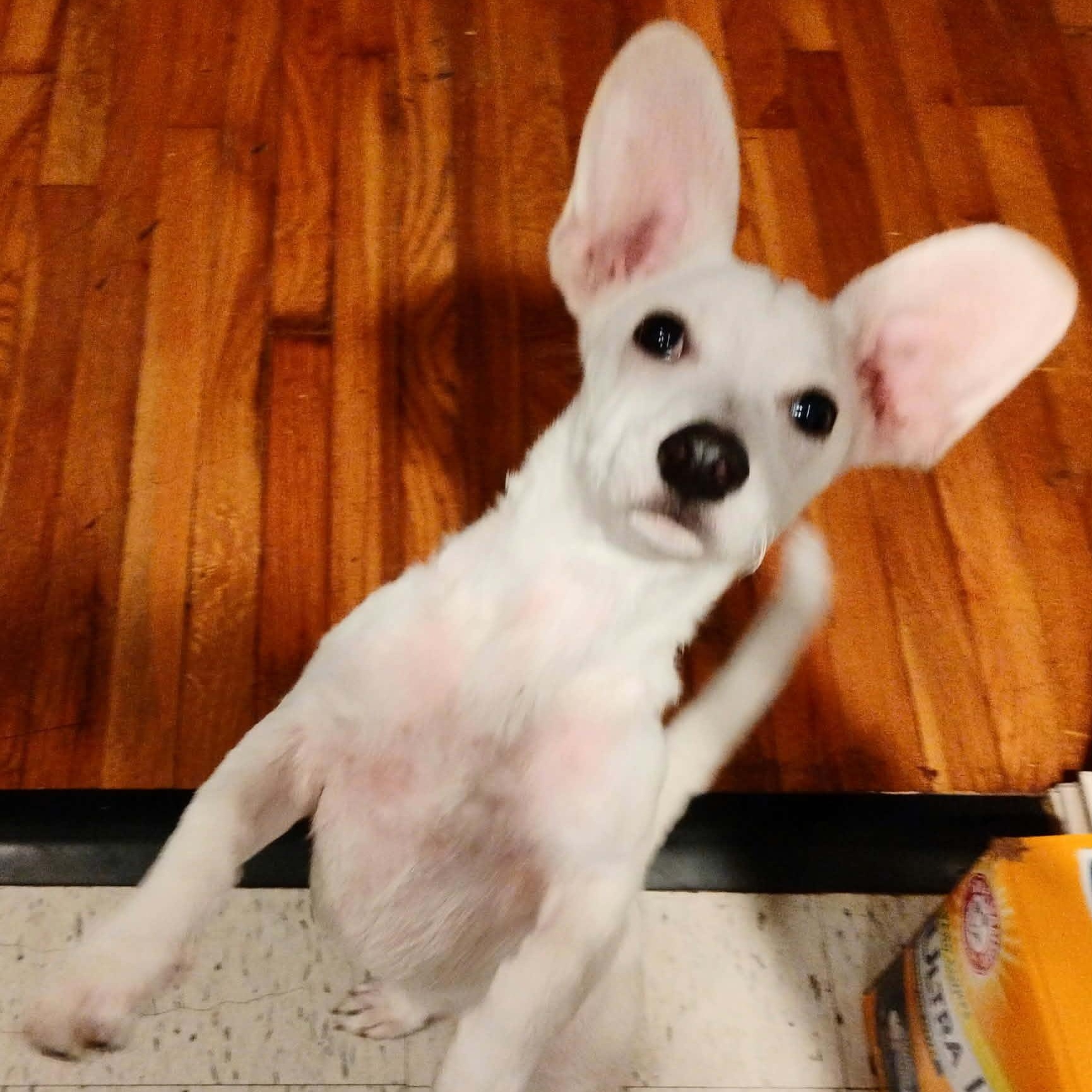 Casper, an adopted mixed breed in Williston, VT image 5/5