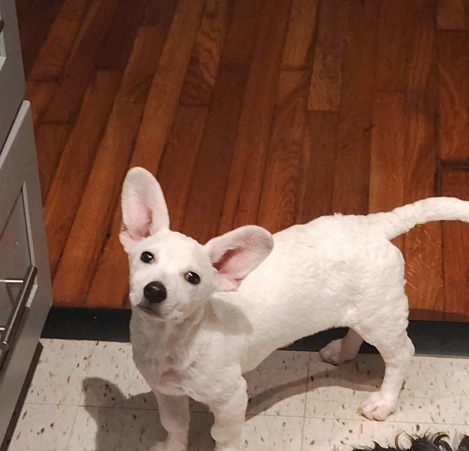 Casper, an adopted mixed breed in Williston, VT image 2/5
