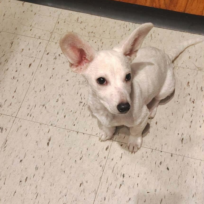 Casper, an adopted mixed breed in Williston, VT image 4/5