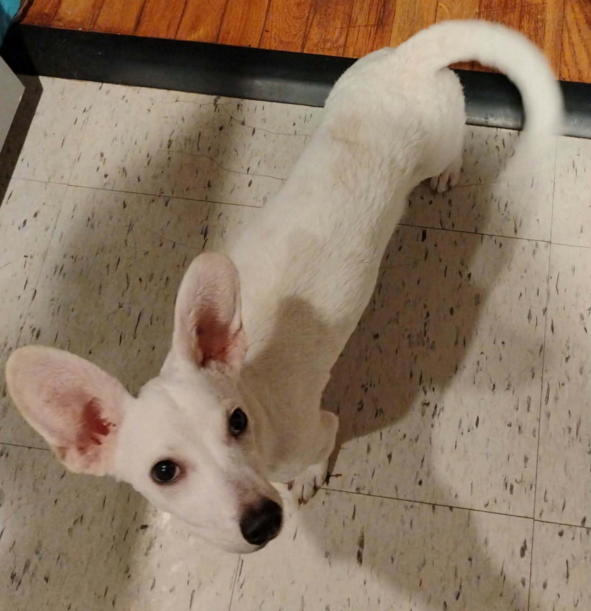 Casper, an adopted mixed breed in Williston, VT image 3/5