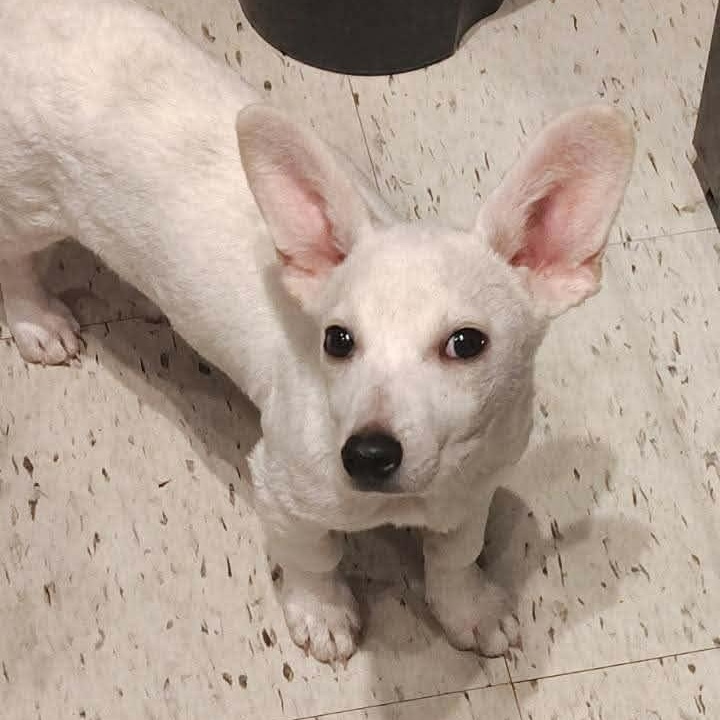 Casper, adopted, Puppy Male Chiweenie.