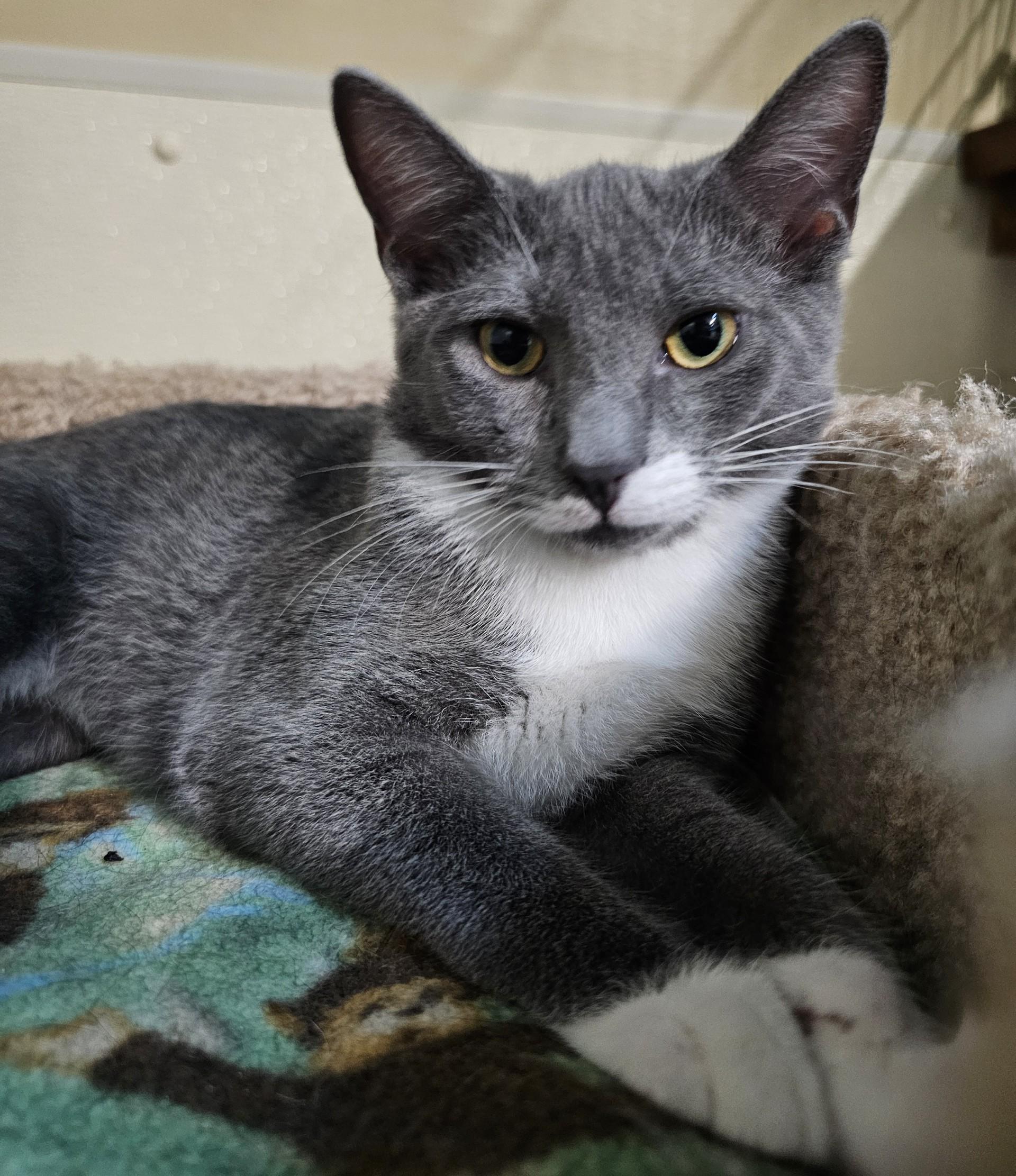 Enlarge Marina, a Adoptable Domestic Short Hair in Ocean City, NJ image 1/1