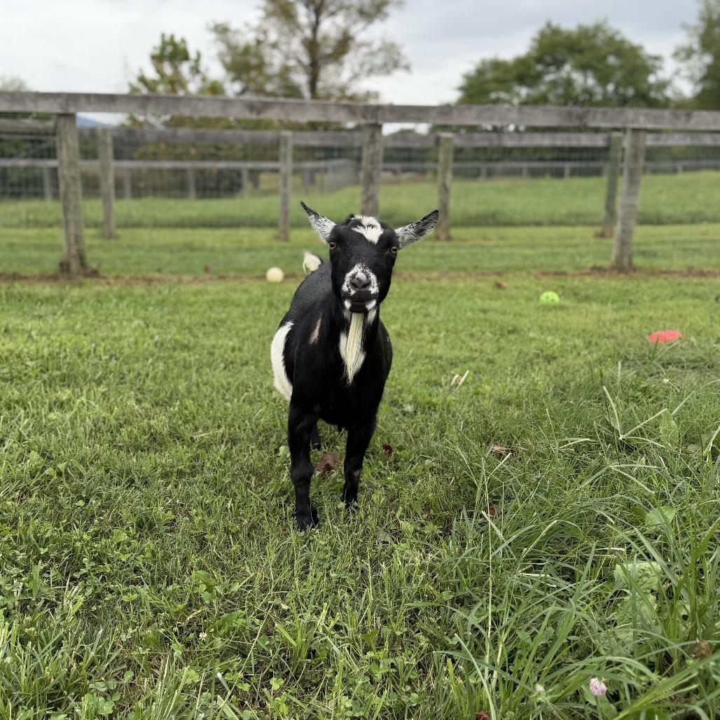 Enlarge Talia, a Adoptable Nigerian Dwarf in Marshall, VA image 1/2
