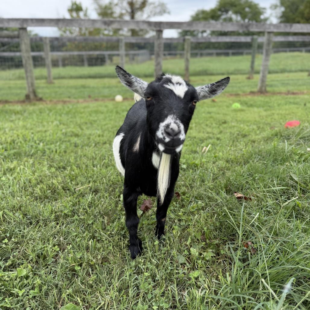 Enlarge Talia, a Adoptable Nigerian Dwarf in Marshall, VA image 2/2